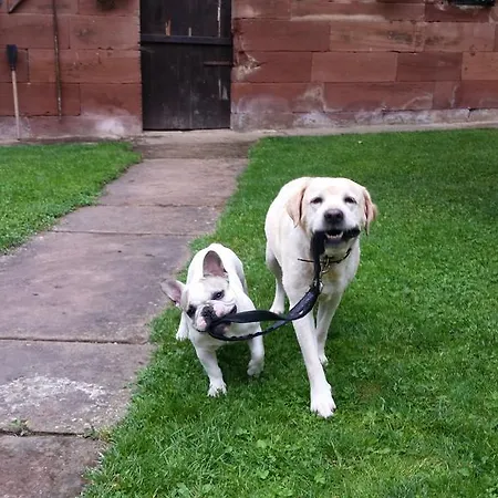 Bed & Breakfast D'hotes Au Freidbarry Schillersdorf