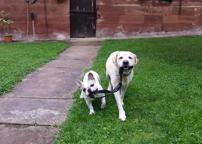 Bed & Breakfast D'hotes Au Freidbarry Schillersdorf